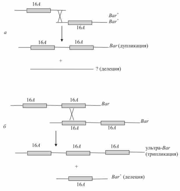 Можливий механізм виникнення дуплікацій і поділів в результаті нерівного кросинговеру на прикладі мутацій Ваг в. ^ - хромосомі D. melanogaster