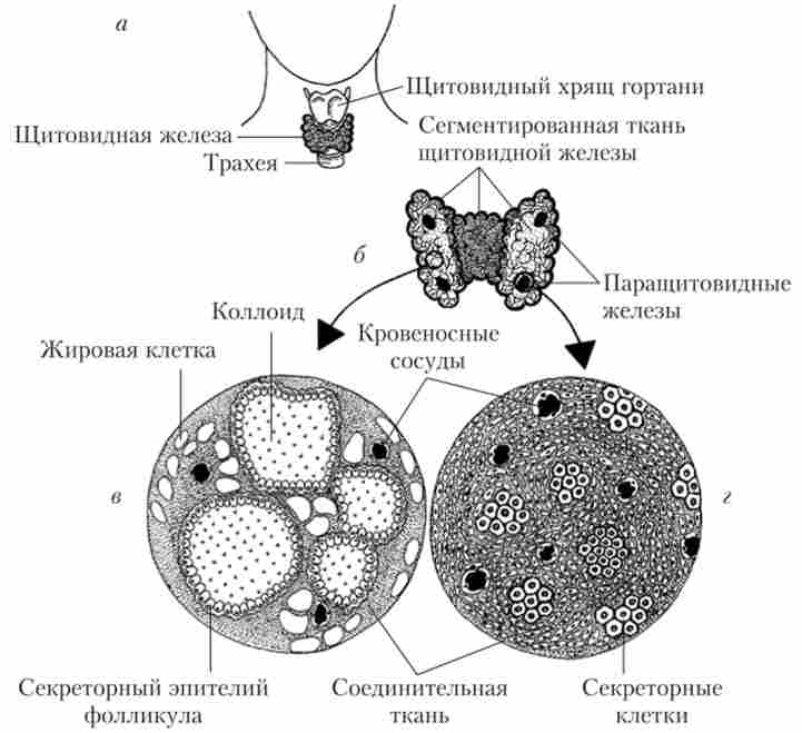 Анатомічне розташування (а), макроскопічне (б) і мікроскопічну будову щитовидної (в) і паращитовидних залоз (г)