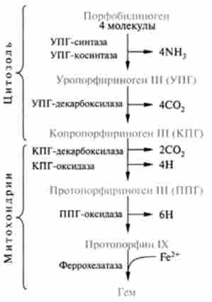 Основні стадії синтезу гема з порфобилиногена