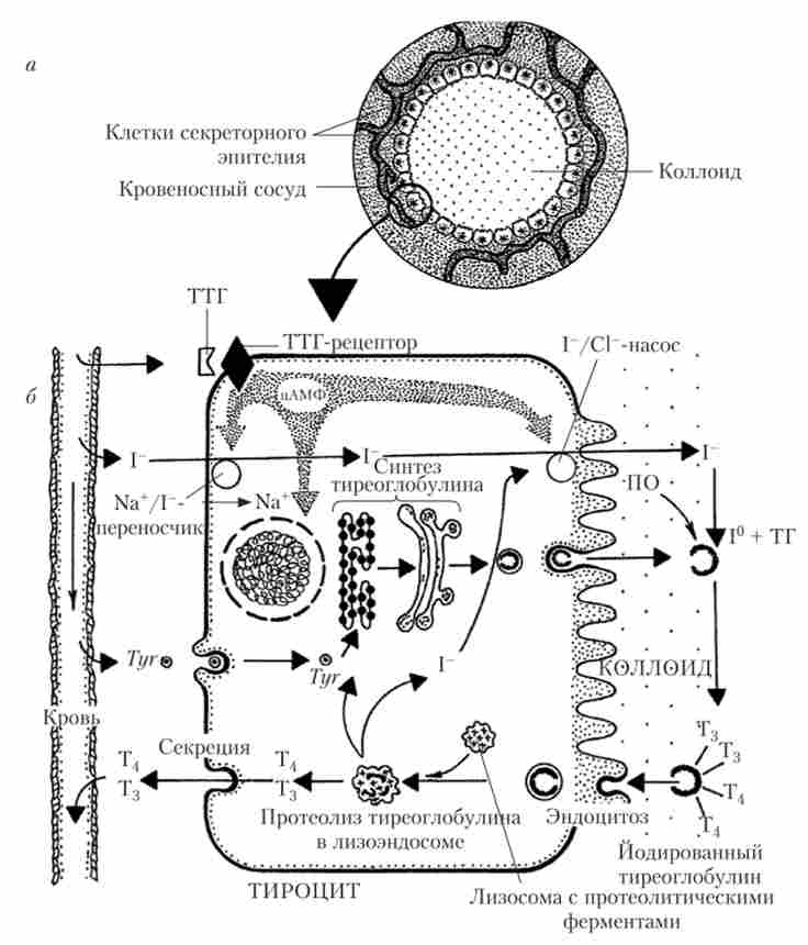 Клітинну будову фолікула щитовидної залози (а) і механізм «йодної пастки» в клітинах фолікулярного епітелію (б)