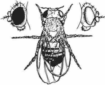    Drosophila melanogaster,     ,    -