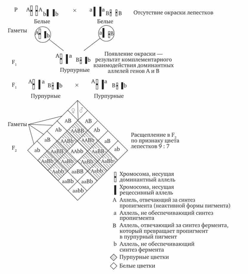 Комплементарна взаємодія генів (успадкування ознаки забарвлення пелюсток у запашного горошку)