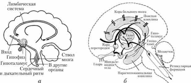 Структури мозку, що беруть участь у формуванні емоцій (а). Лобові частки і лімбічна система (б) активують гіпоталамус