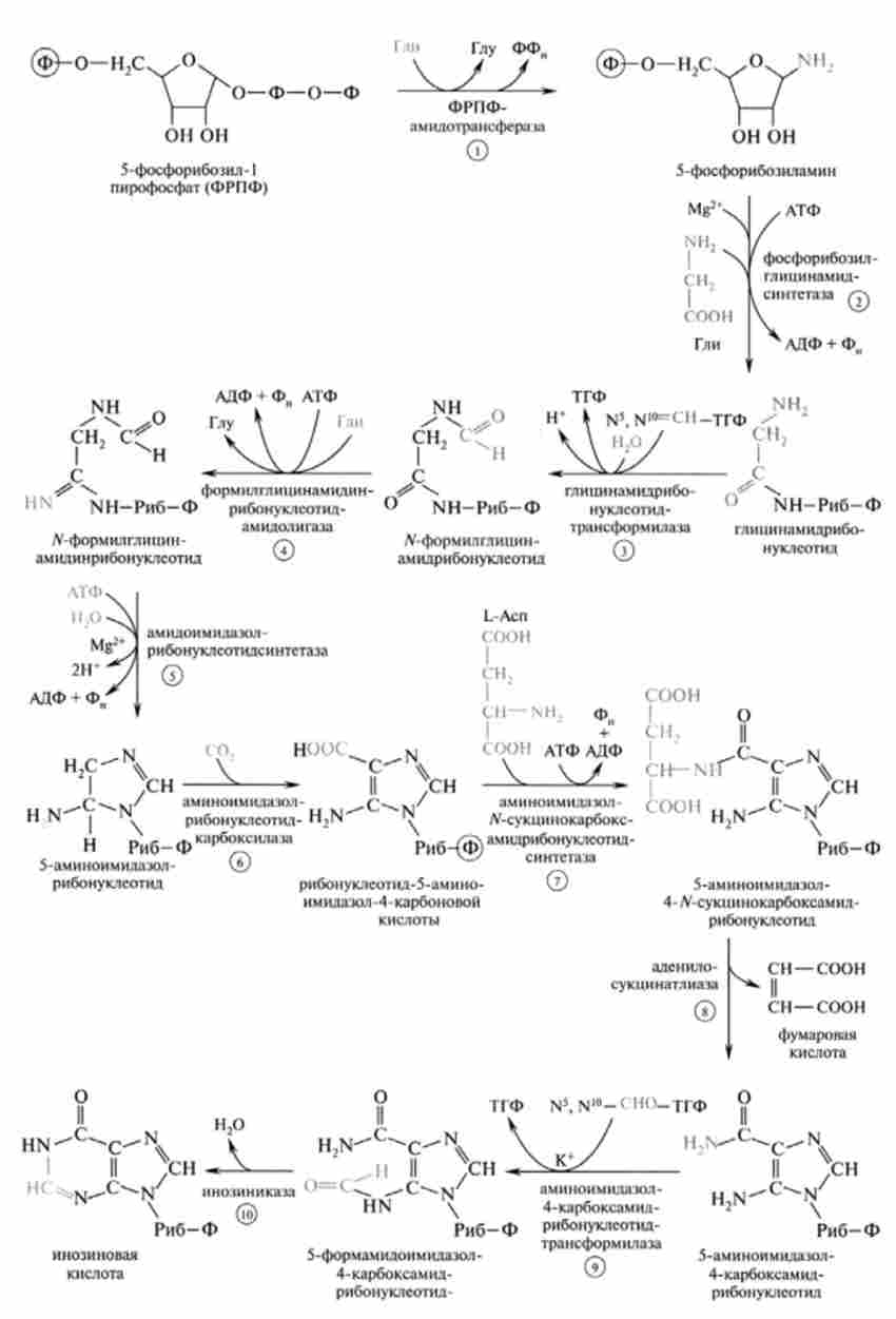 Метаболічний шлях синтезу ІМФ пов'язана з перенесенням одноуглеродних залишків, зокрема формільной (-СНО) -1М-форміл-ТГФ і метенільной (СН =) - М1М-замітання-ТГФ