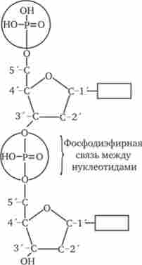 Схема з'єднання нуклеотидів в полінуклеотидних ланцюг