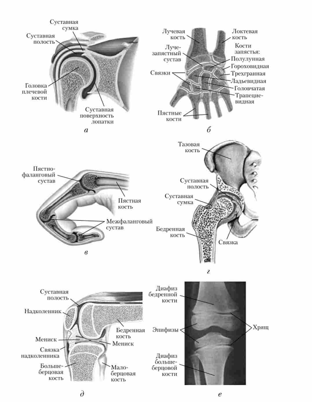 Суглоби верхньої (а - в) і нижньої (г - е) кінцівок