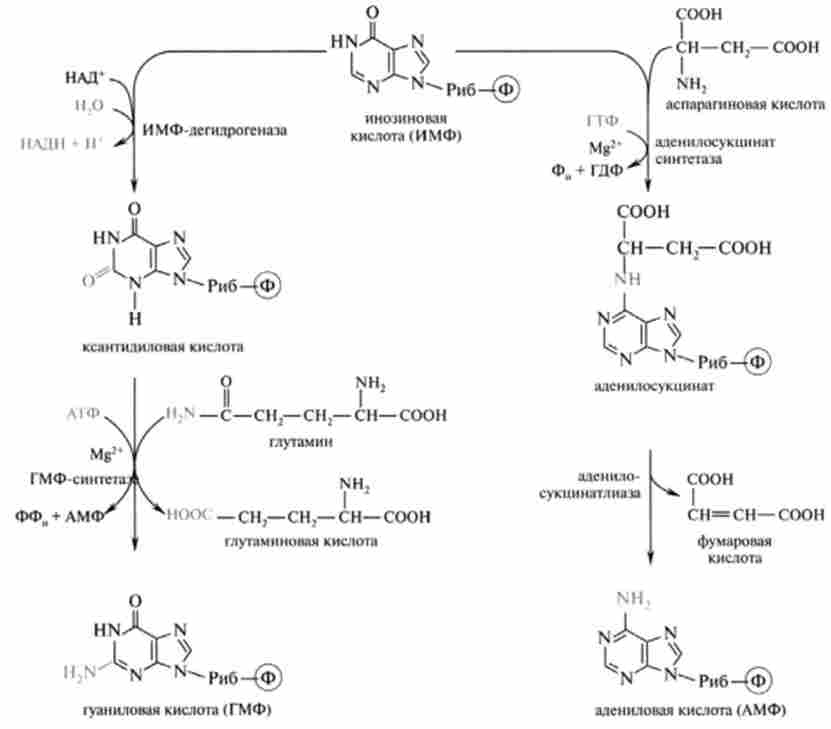 Біосинтез адениловой (АМФ) і гуанілова (ГМФ) кислот