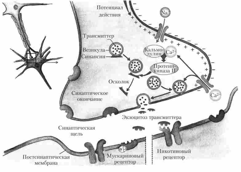 Процеси передачі сигналу в хімічному синапсі