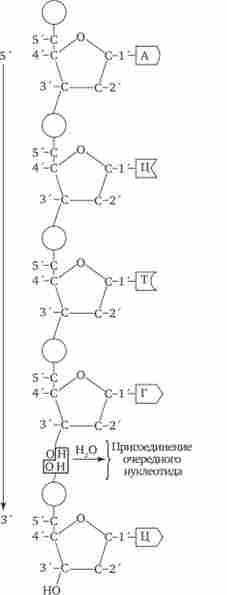 Схема полінуклео- тідной ланцюга