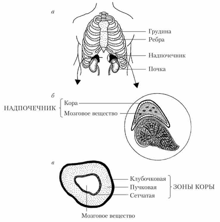 Розташування наднирників в організмі людини (а), кора і мозкова речовина (б) і зони кори надниркових залоз (в)