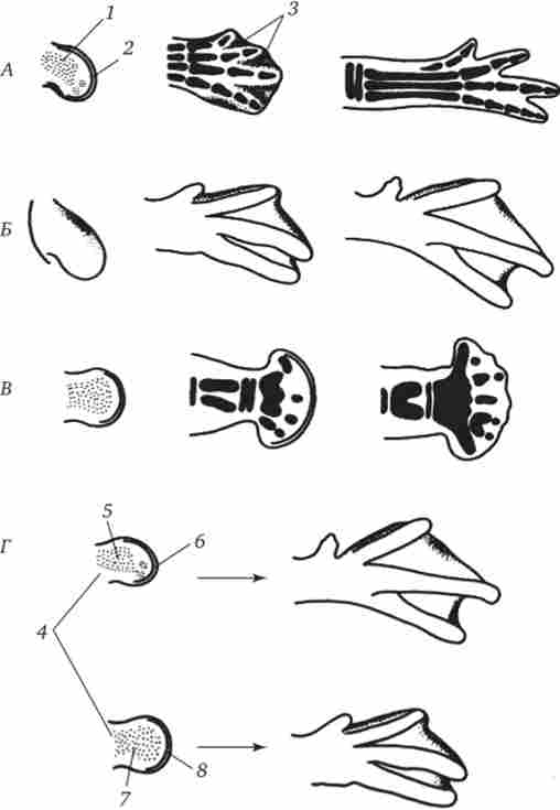 Розвиток задньої кінцівки курчати (А) і каченяти (Б); мутація talpid (В) і досліди з пересадки мезодерми і ектодерми в нирках кінцівок (Г)
