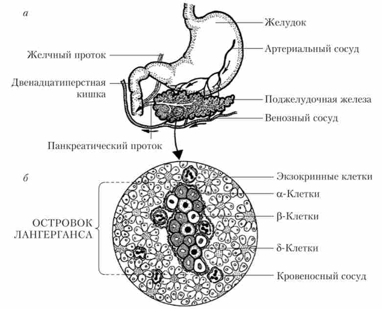 Анатомічне розташування (а) і клітинну будову (б) підшлункової залози