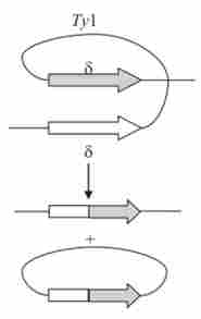 Ексцизія (вирізання) дріжджового транслозона Ту за рахунок рекомбінації між термінальними повторами елемента 8