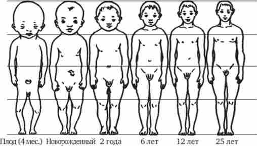 Пропорції тіла людини в ембріогенезі і після народження
