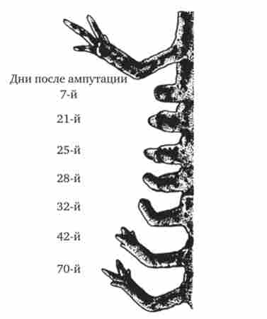 Стадії регенерації передньої кінцівки у тритона