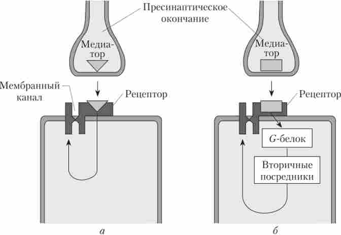 Механізм роботи іонотропного і метаботропних рецепторів до медіаторів