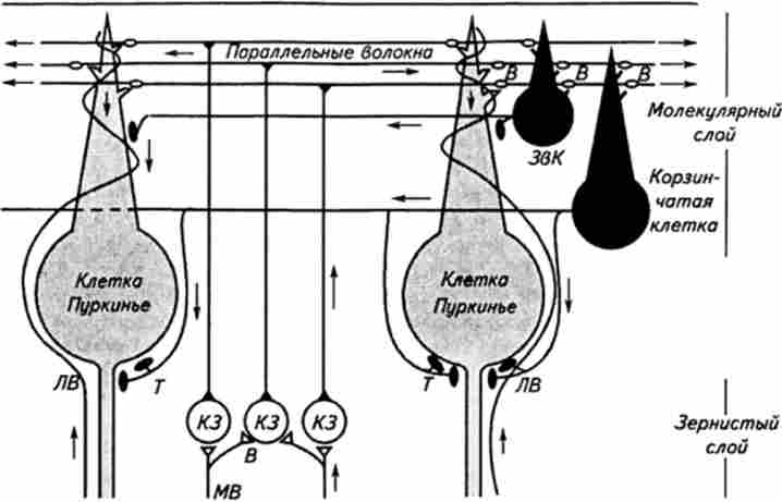 Схема синаптичних зв'язків нейронів мозочка (Дж. Еккл, 1969)