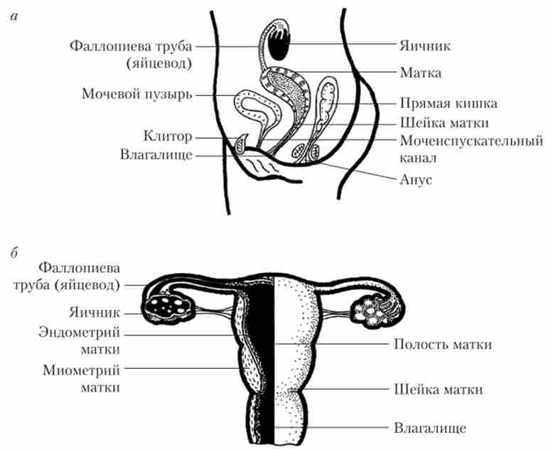 Основні елементи будови зовнішніх (а) і внутрішніх (б) жіночих статевих органів