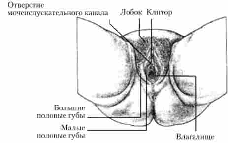 Зовнішні жіночі статеві органи