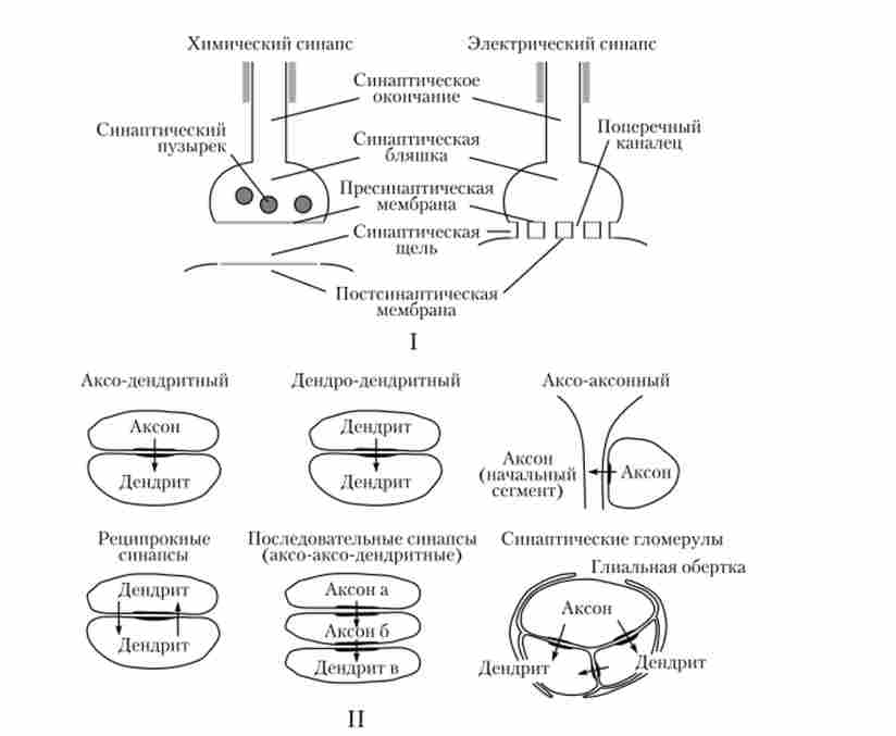 Будова хімічного і електричного синапсів (I) і типи синаптичних контактів (II)