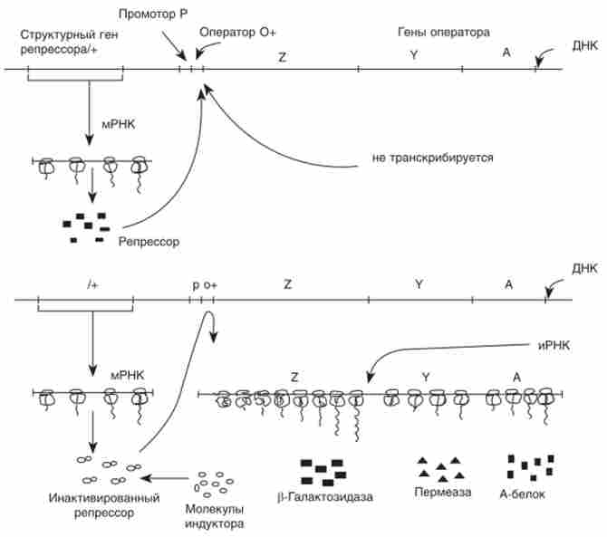 Схема регуляції / ас-опсрона Е. coli (індуцібельная система негативної регуляції)