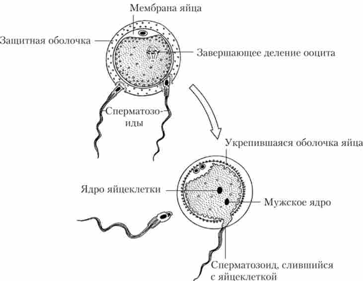 Схема процесу запліднення яйцеклітини в яйцепровід