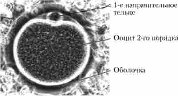Незапліднена яйцеклітина (електронна мікроскопія)