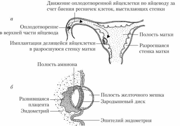 Переміщення яйцеклітини але матці в період від запліднення до імплантації (а) і схема процесу імплантації (б)