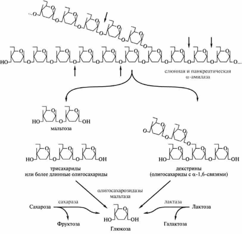 Ферментативні реакції деградації вуглеводів а-1,6-зв'язками