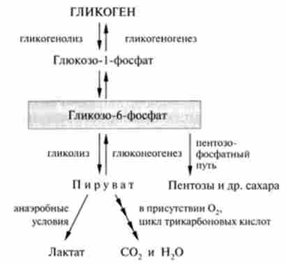 Шляхи метаболізму глюкозо-6-фосфату