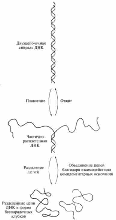 Схема процесів денатурації і Ренату рації ДНК
