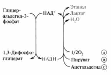 Схема регенерації окисленого НАД * в аеробних (А) і анаеробних умовах