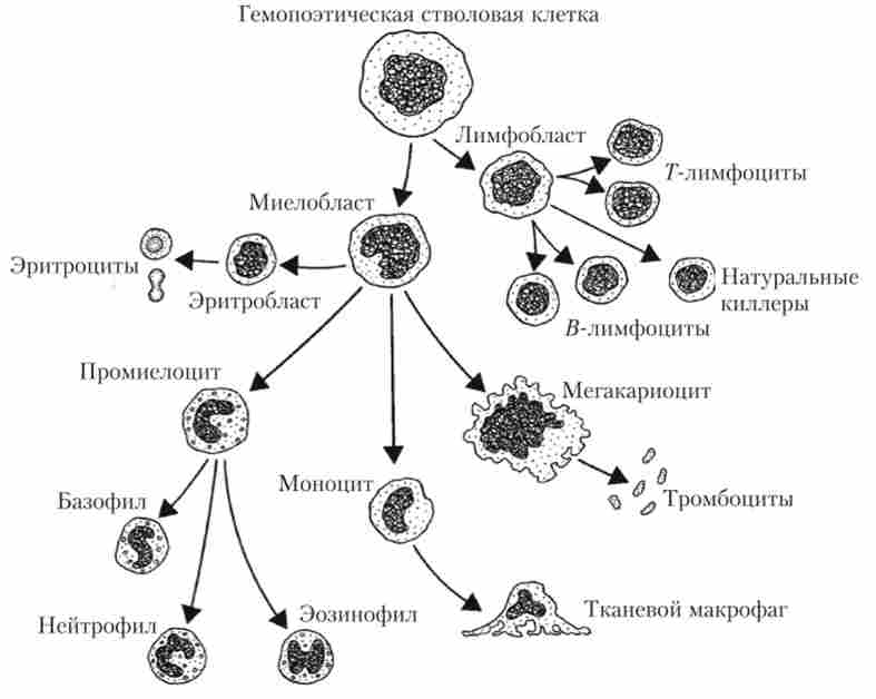 Схема освіти формених елементів крові зі стовбурної гемопоетичної клітини