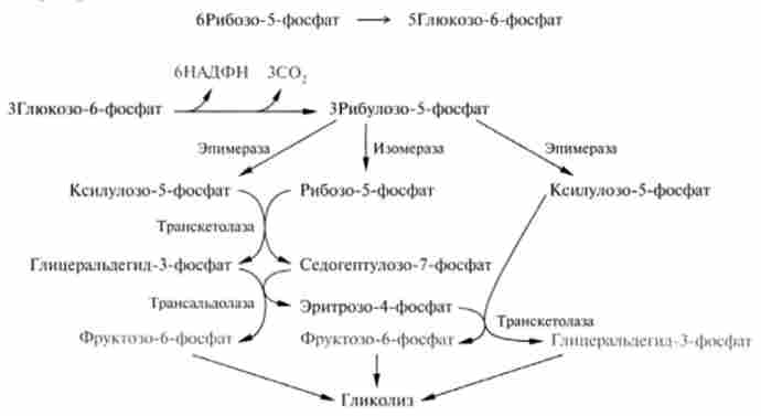 Схема реакцій пентозофосфатного шляху