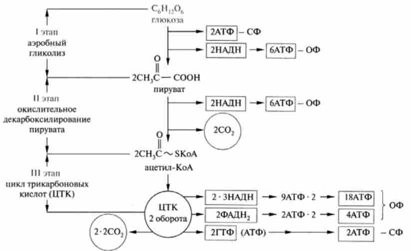 Схема повного окислення глюкози до шести молекул С0і енергетична ефективність цього процесу (баланс АТФ); шляхи утворення АТФ