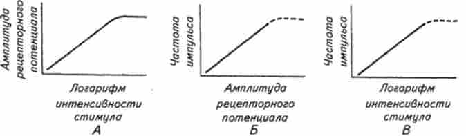 Залежність між амплітудою рецепторного потенціалу і логарифмом величини розтягування