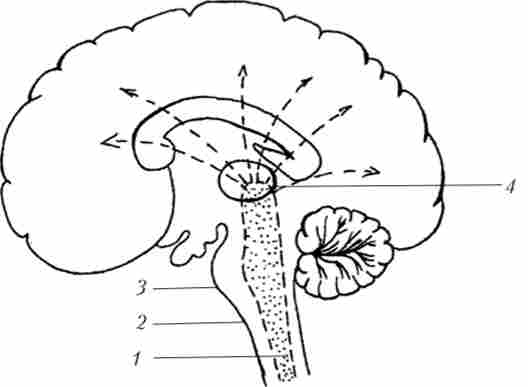 Висхідні активуючі впливи з ретикулярної формації на вищерозміщені структури головного мозку