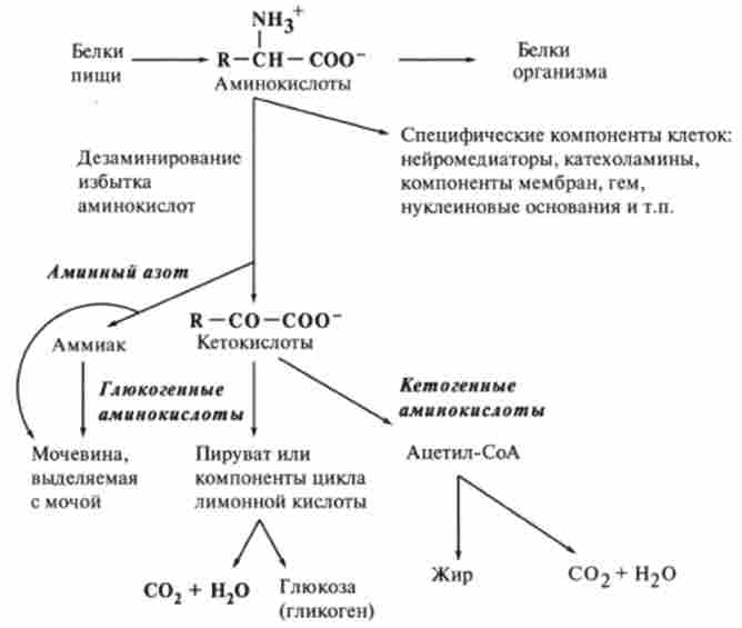Загальна схема метаболізму амінокислот