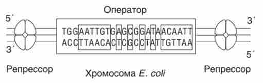 Структура ДНК / ас-оператор, з якою пов'язується репрессор
