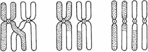 Схема кросинговеру хромосом в профазі першого поділу мейозу