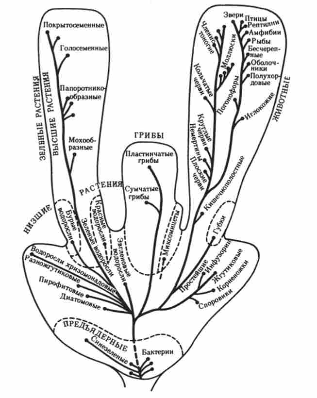 Филогенетичні відносини основних груп рослин, грибів, тварин і прокаріот