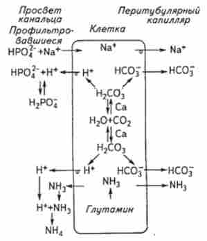 Освіта титруемой кислотності і іонів амонію в нирковому канальці