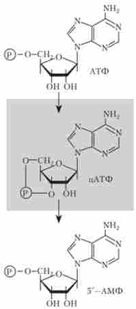 Циклічний аденозин-монофосфат, що утворюється з АТФ і здатний перетворюватися в 5 ' -АМФ