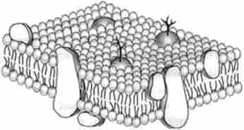 Рідинно-мозаїчна модель структури мембрани
