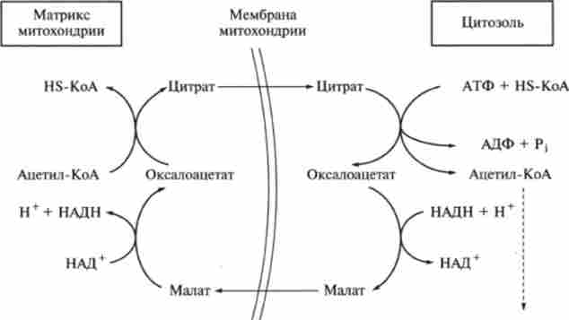 Взаємодія мітохондріальної і внемітохондріальной систем біосинтезу