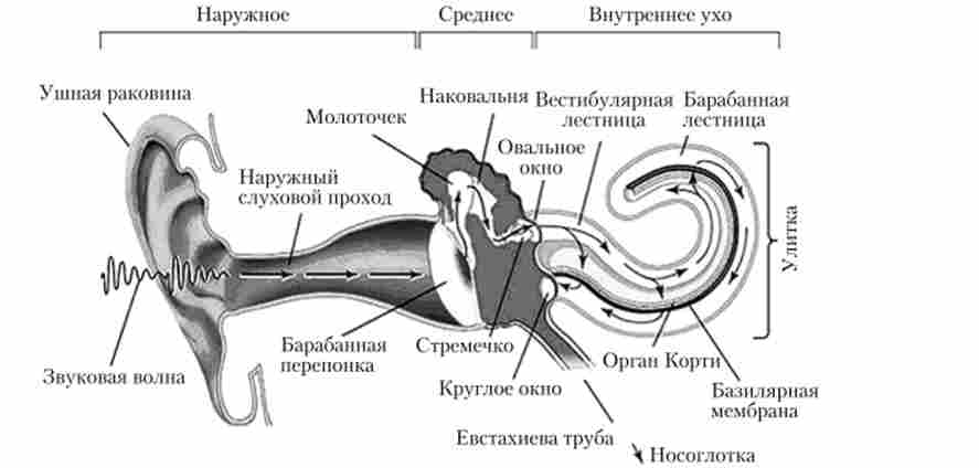 Периферичні структури слуховий системи людини