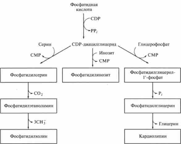 Метаболічні шляхи біосинтезу фосфогліцсрідов
