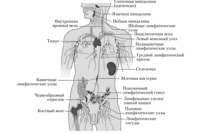 Органи імунної системи людини