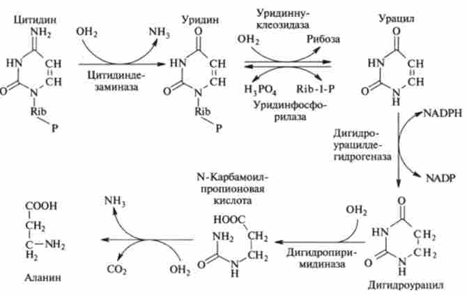 Метаболічний шлях розпаду піримідинових нуклеотидів на прикладі цитидину