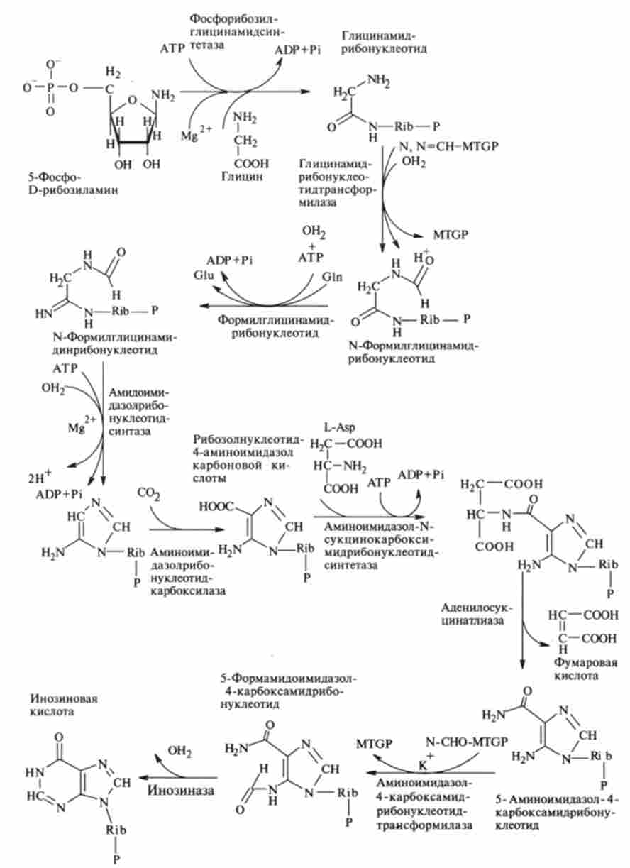 Перетворення 5-фосфо-0-рібозіламіна в инозиновой кислоту